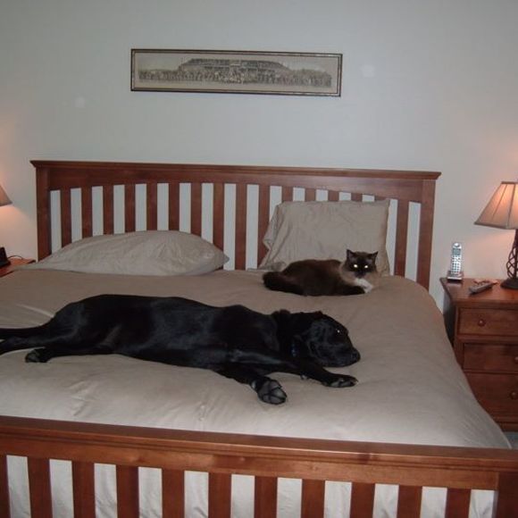 hustondog